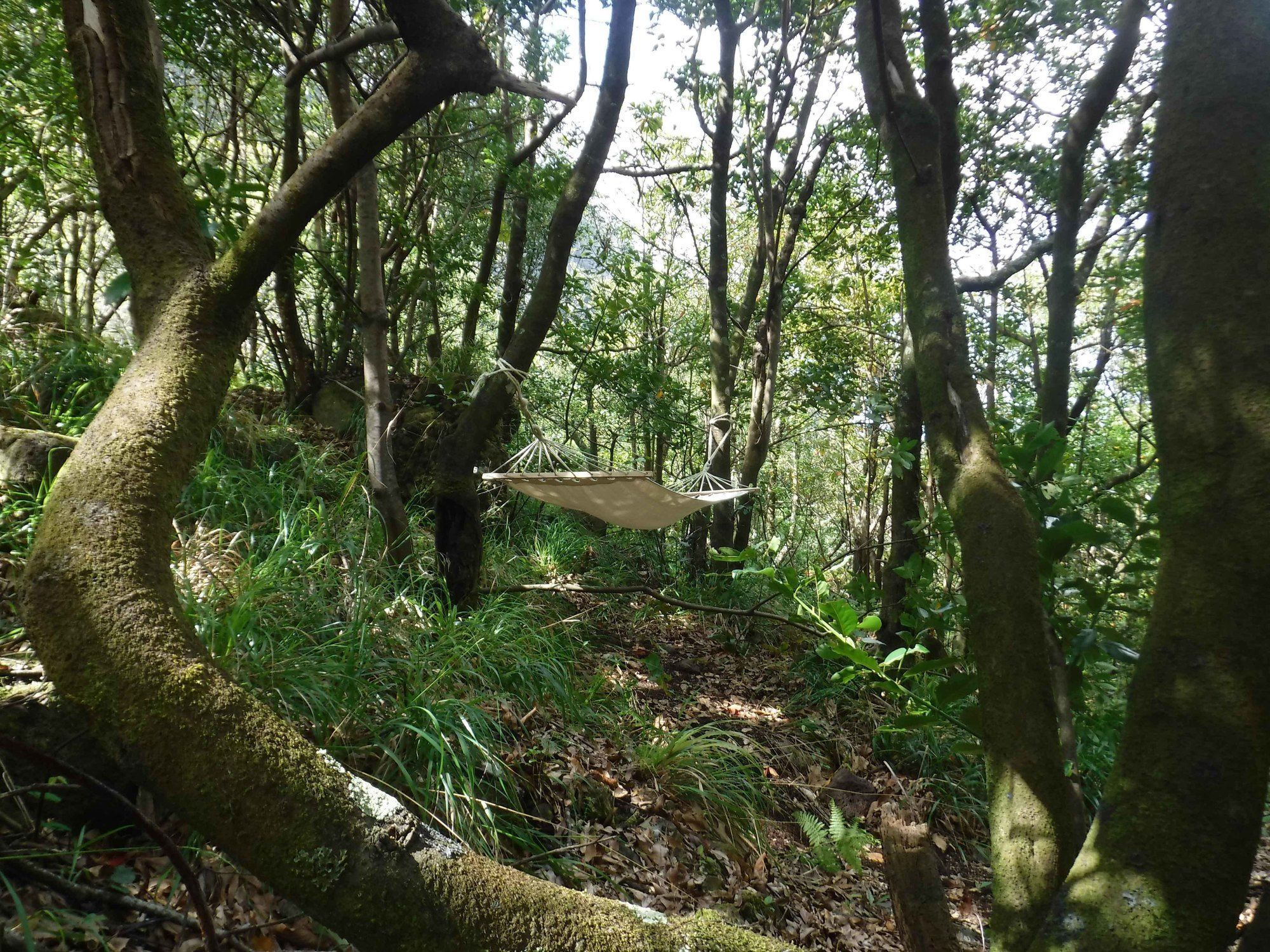 Nature Inn Madeira - Glamping 莫尼兹港 外观 照片